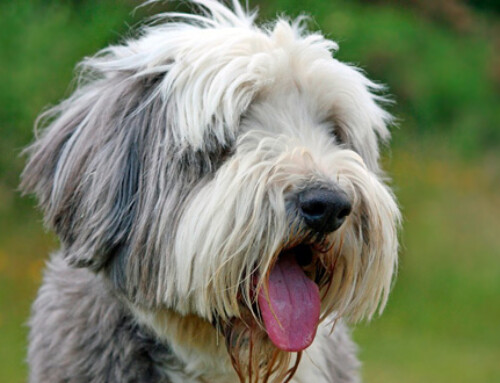 Algumas diferenças entre o aparelho digestivo canino e humano