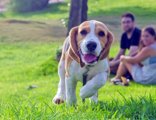 O meu cão é feliz?