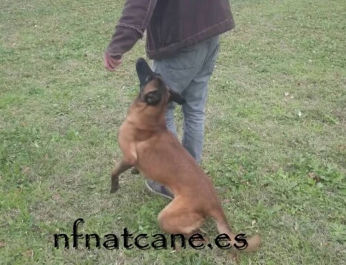 Ejercicio de obediencia, control, rapidez y precisión