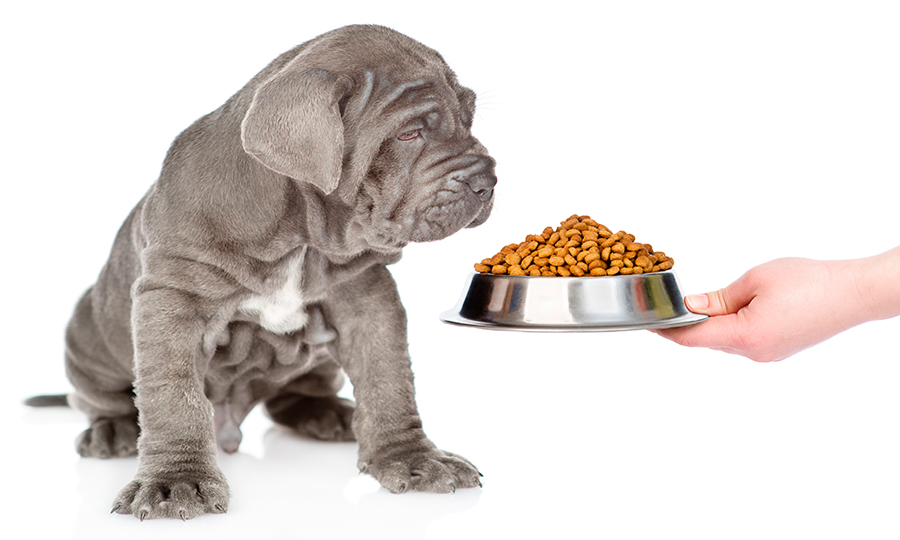 cachorro de perro junto al pienso