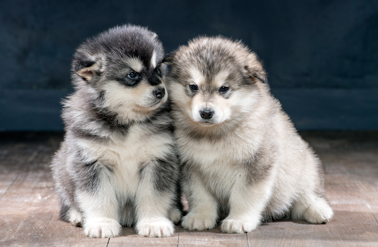 Cachorro de Alaskan Malamute