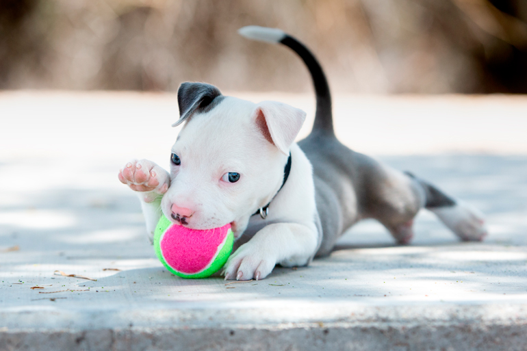 cachorro de perro pitbull jugando con una pelota