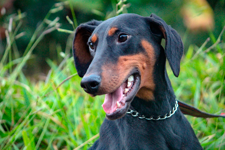 perro adulto de raza doberman
