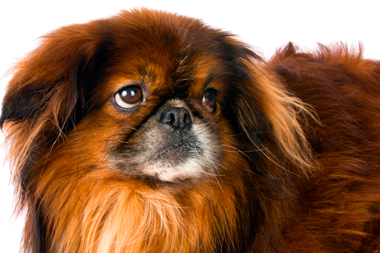 raza de perro pekines caracteristicas