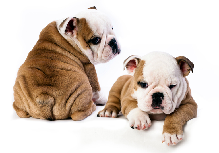 cachorros de bulldog ingles