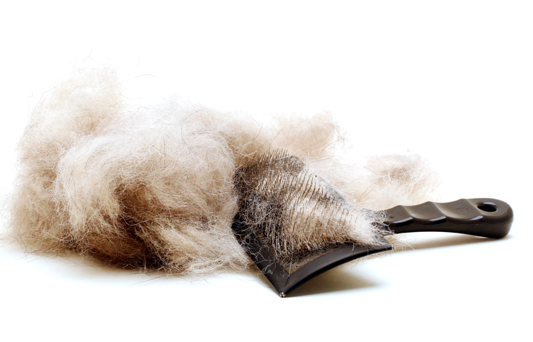 cepillo con pelo de perro