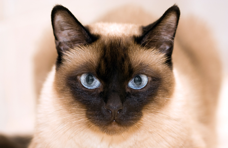 gato de raza siamés