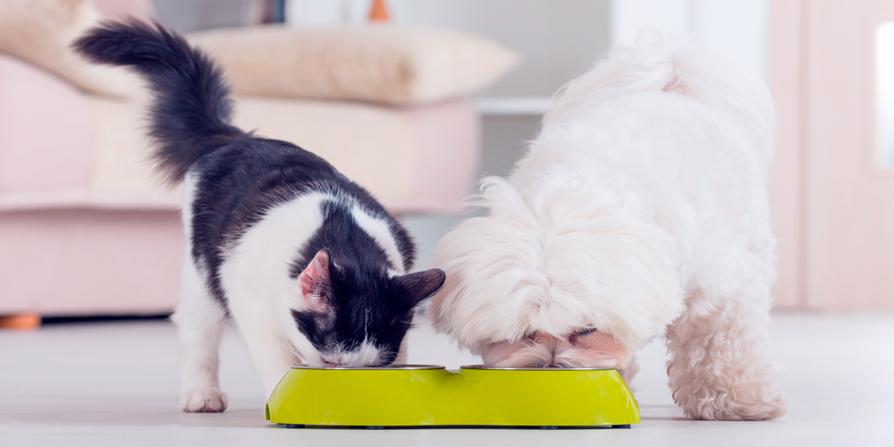 perro y gato comiendo
