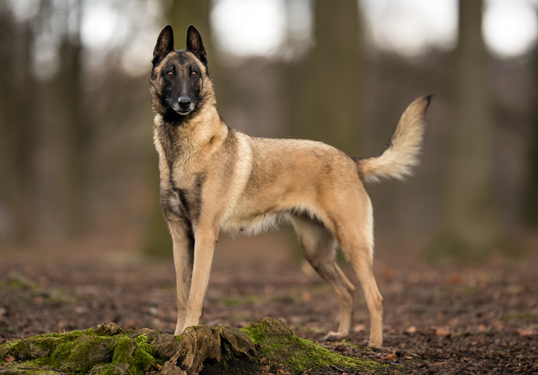 Pastor Belga en el bosque