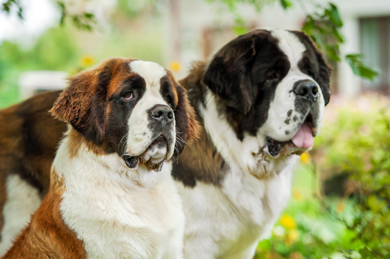 San Bernardo adulto y jóven