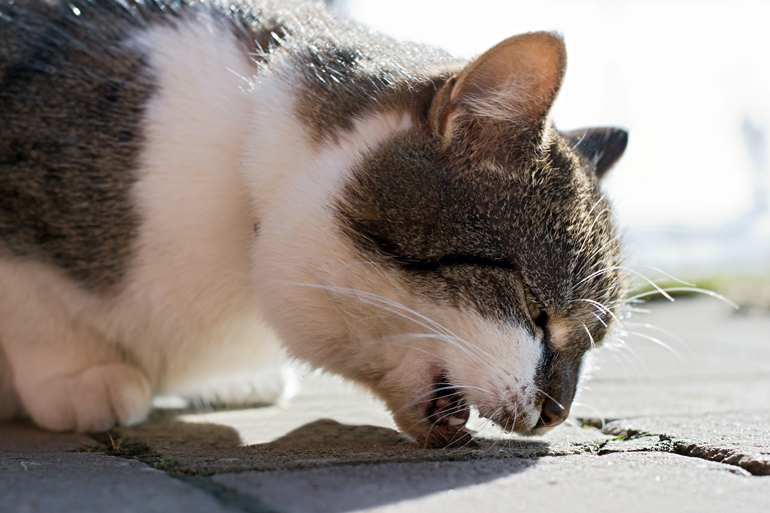 gato vomitando una bola de pelo