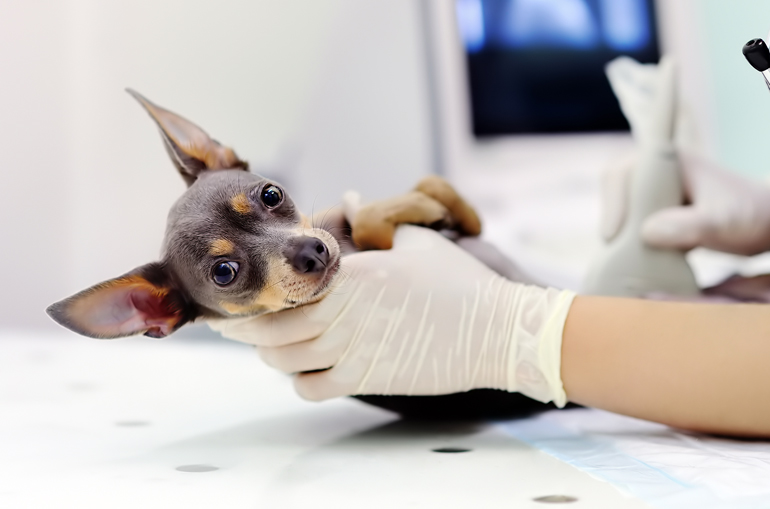 perro con parásitos intestinales en clínica veterinaria