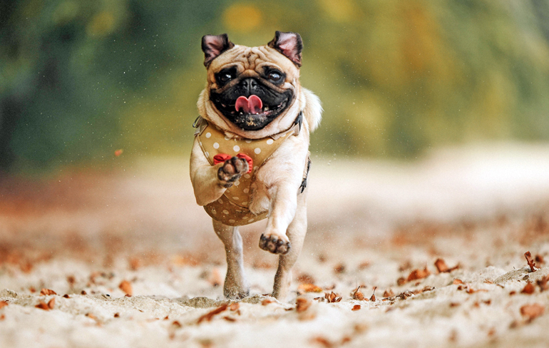 perro pug corriendo