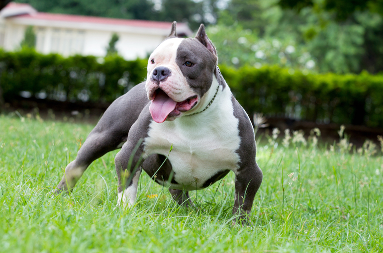 American bully en el jardin