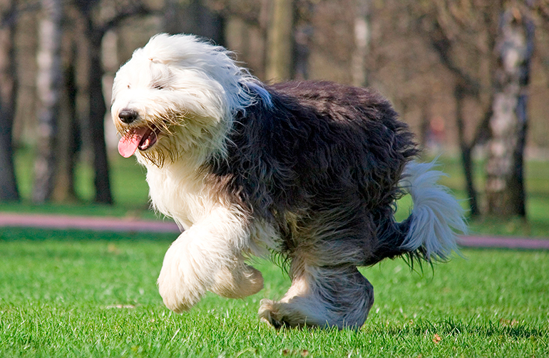 Bobtail corriendo