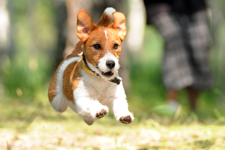 Jack Russell corriendo