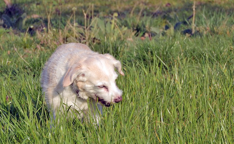 perro comiendo hierba