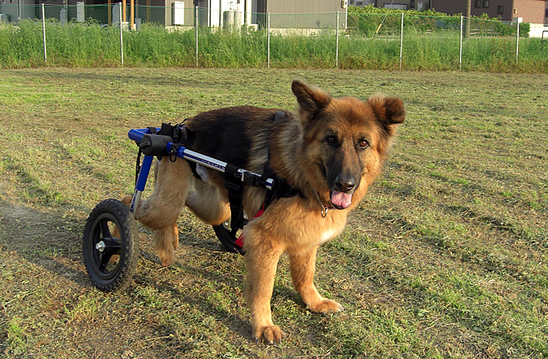 perro pastor en silla de ruedas