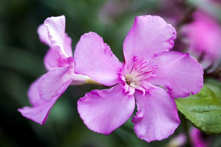 flower 4225745 960 720