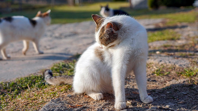 gato con tiña rascandose el lomo