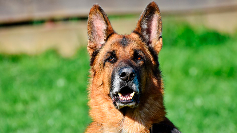pastor aleman con orejas erguidas