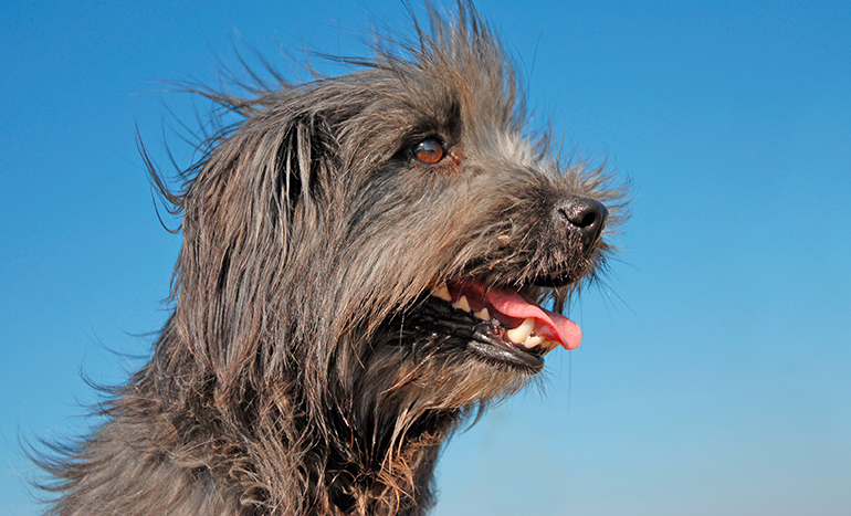aspecto del perro pastor del pirineo