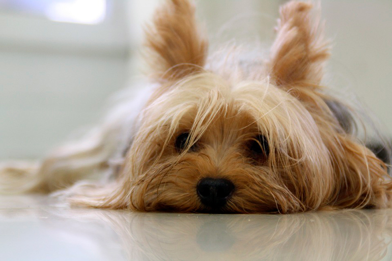 yorkshire terrier en casa