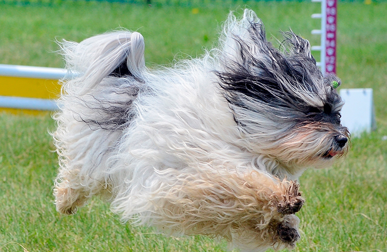 Bichón habanero saltando y corriendo