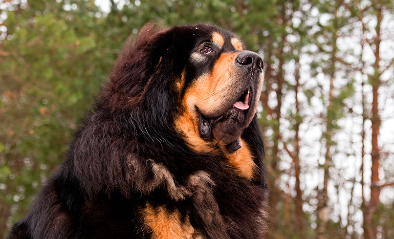 mastín tibetano en el bosque