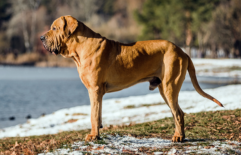 perro fila brasileiro en la nieve