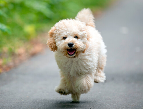 Raza Maltipoo – Características, cuidados e historia