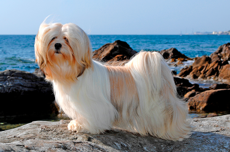Shih tzu posado sobre una piedra