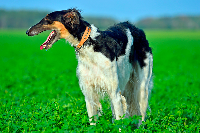 borzoi en el campo