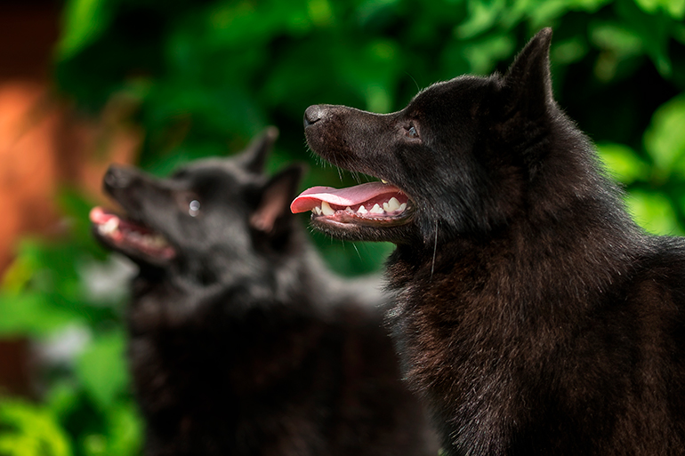 pareja de perros Schipperke