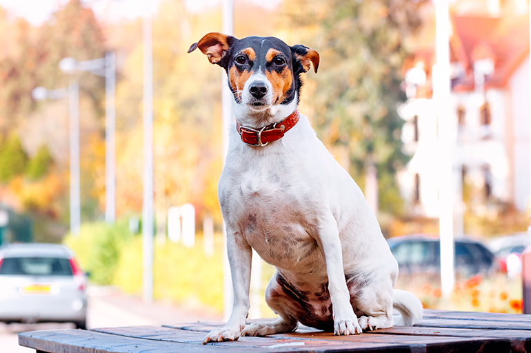 perro de raza bodeguero andaluz