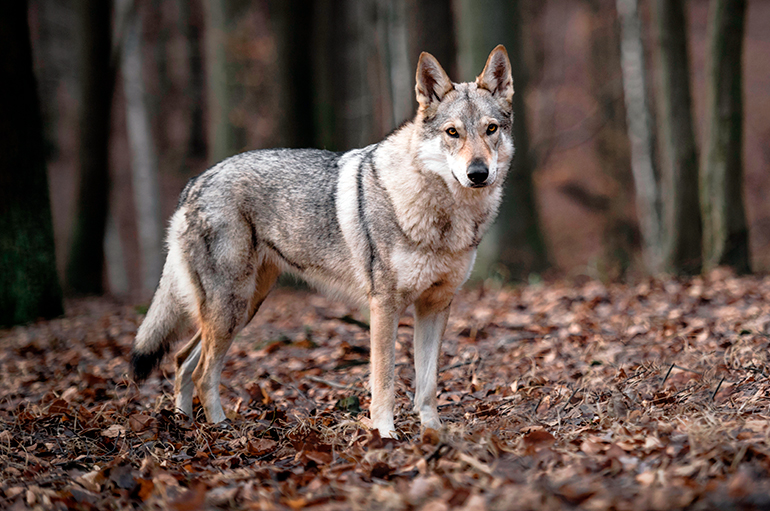 perro lobo de saarloos en el bosque