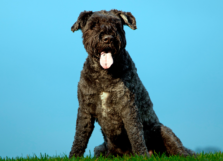 raza boyero de flandes