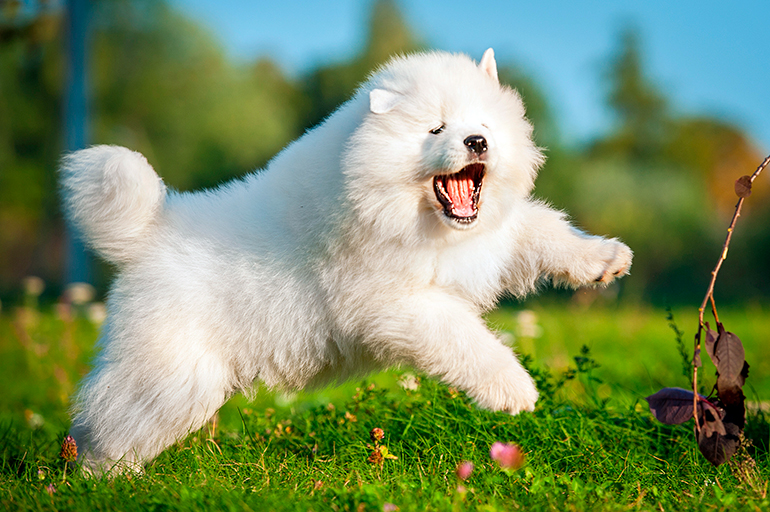 samoyedo saltando en el jardín