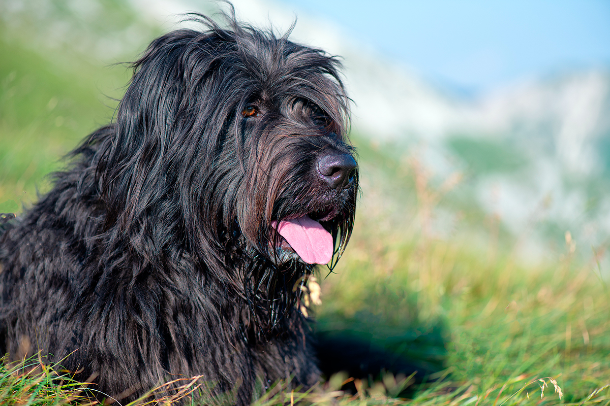 Pastor de Bergamasco tumbado sobre el cesped