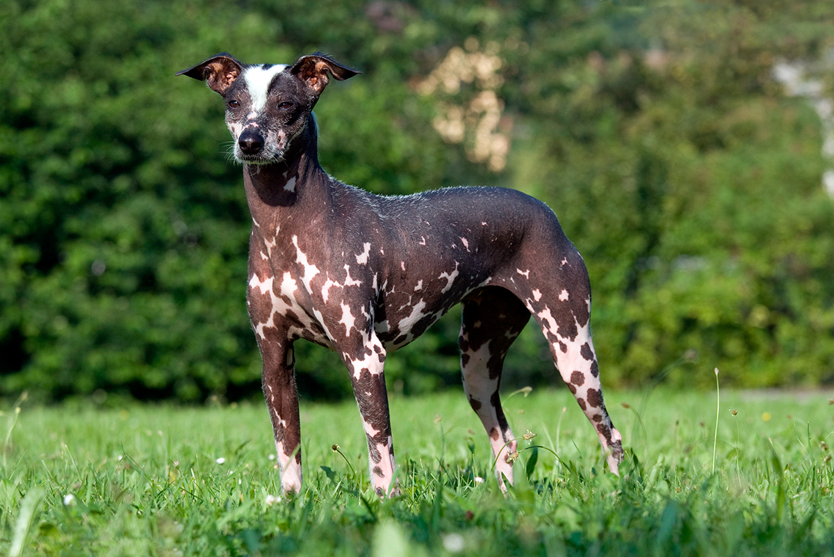 Perro Peruano en el jardín