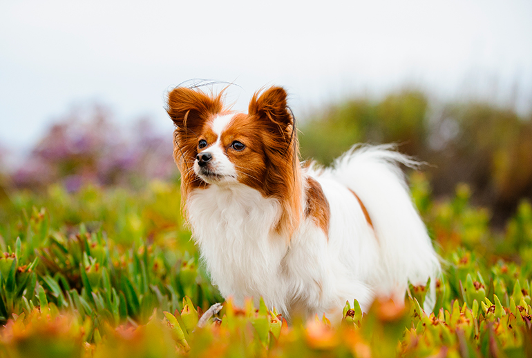 papillon en el jardín