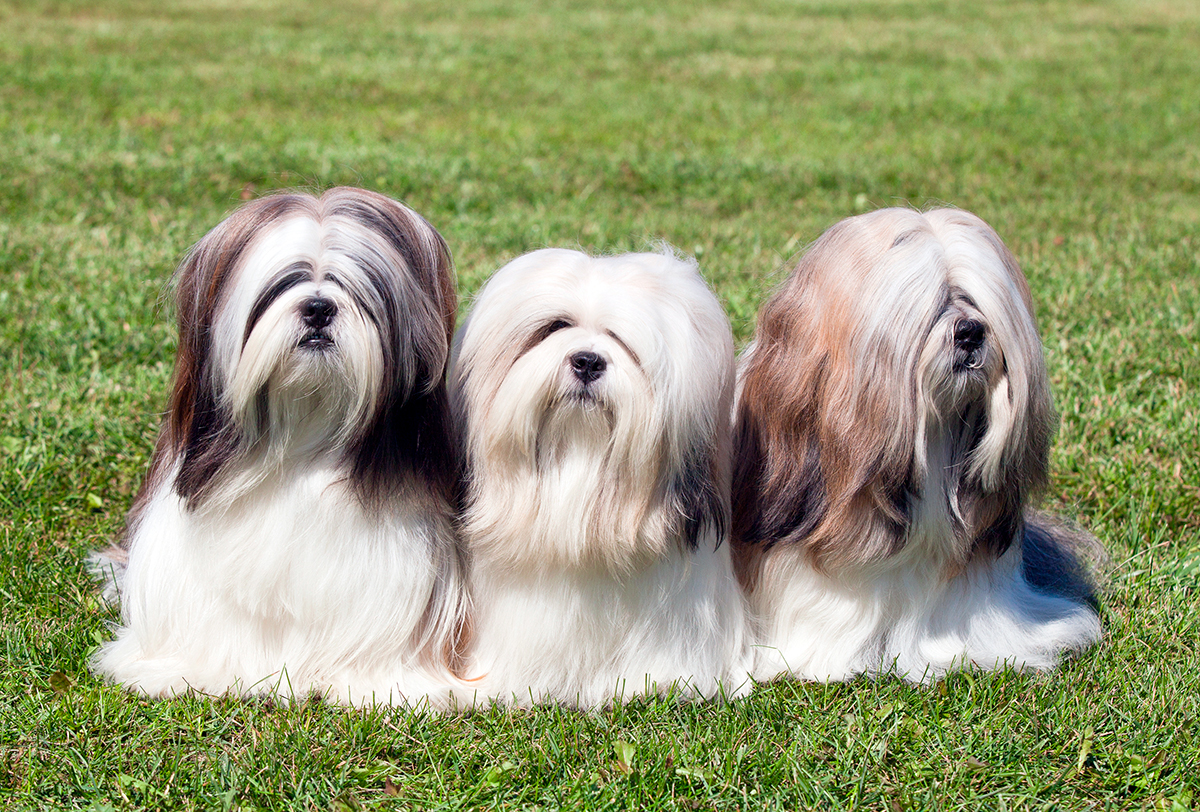 tres perros Lhasa apso posando sobre el cesped