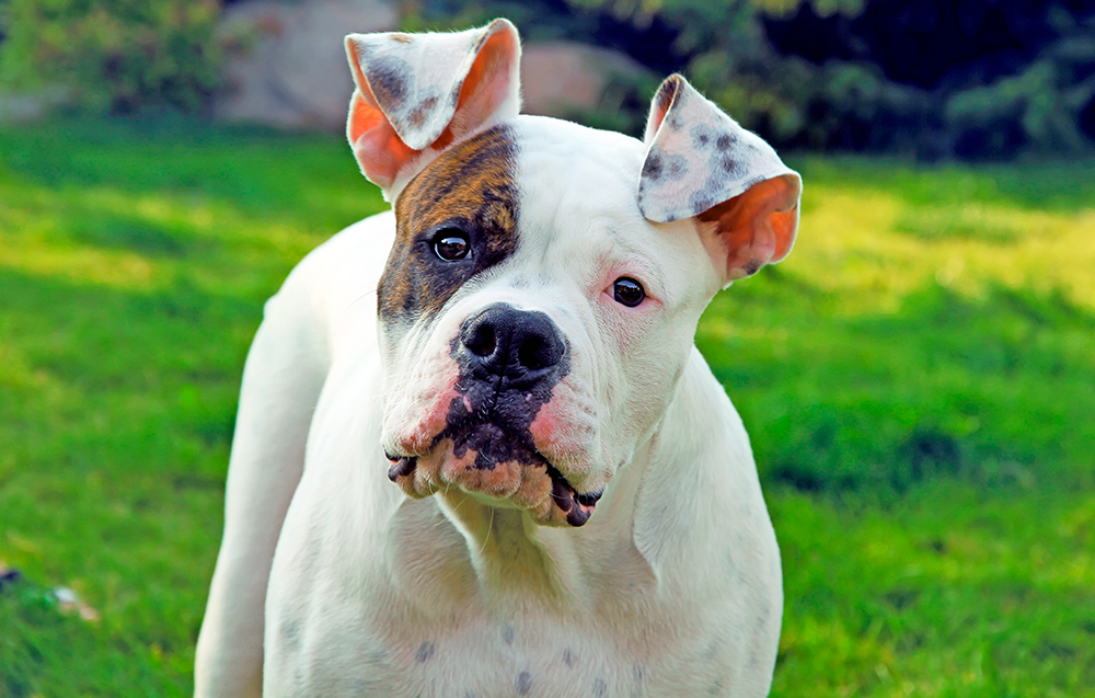 bulldog americando mirando de frente