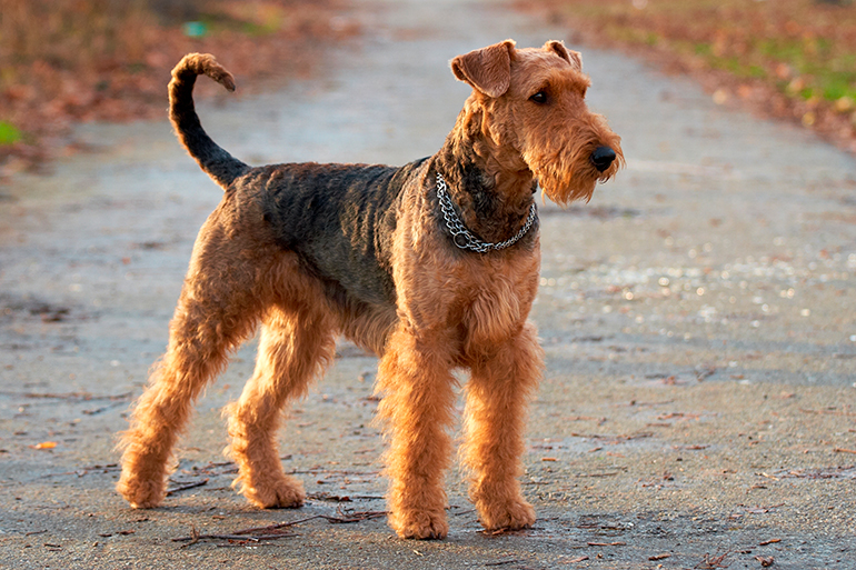 fisico de un Airedale Terrier