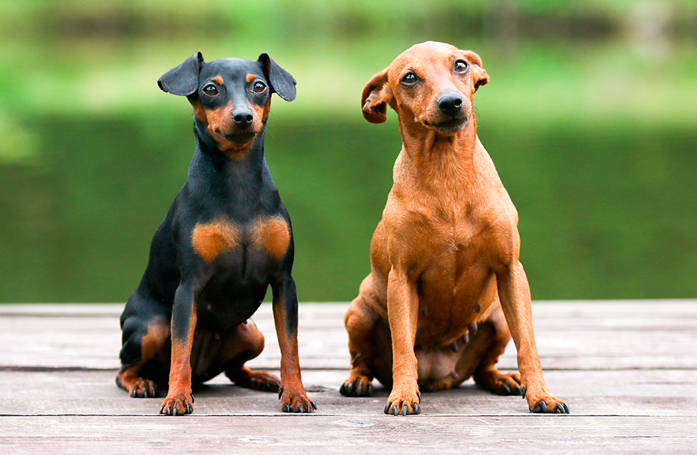 pareja de Pinscher Miniatura