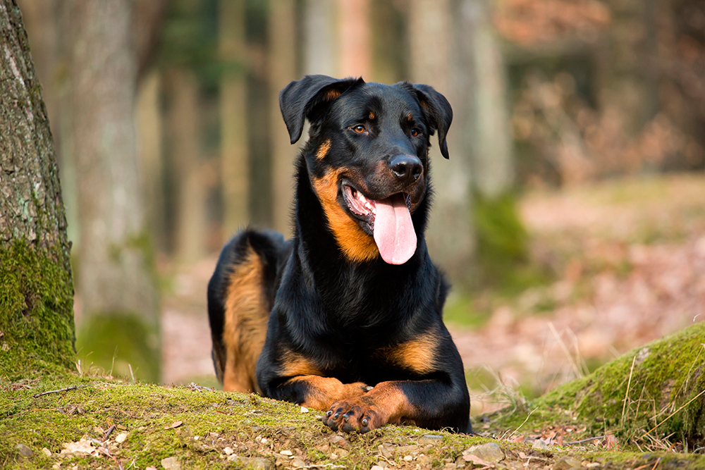 perro beauceron
