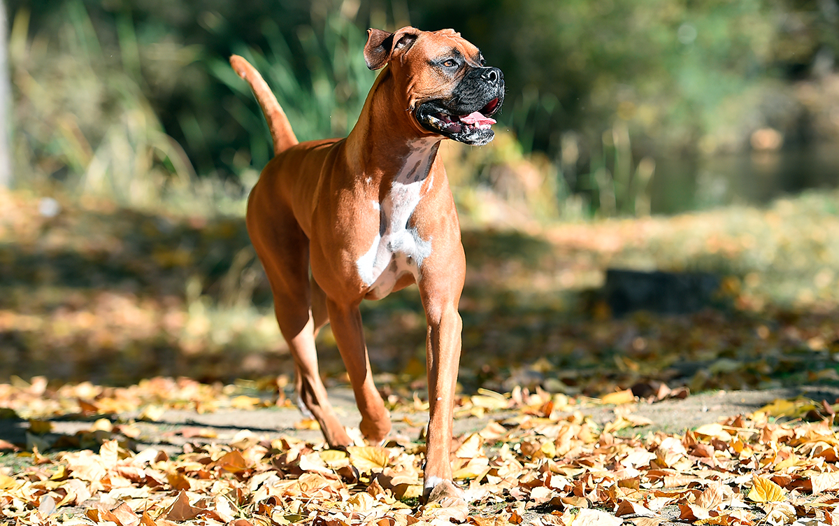 perro bóxer corriendo por el campo