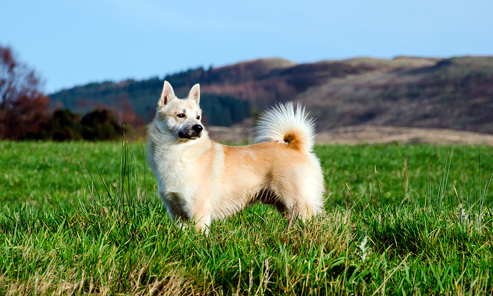 perro de raza Buhund Noruego