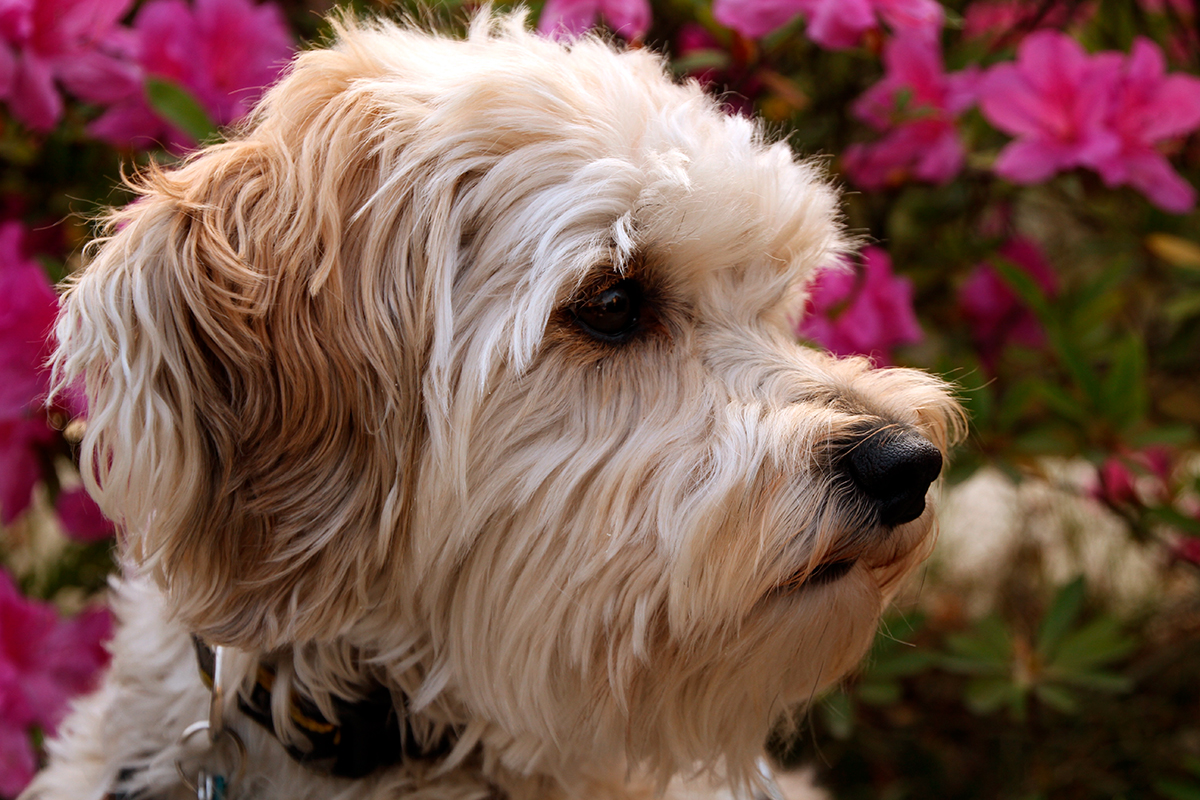 perro de raza Schnoodle