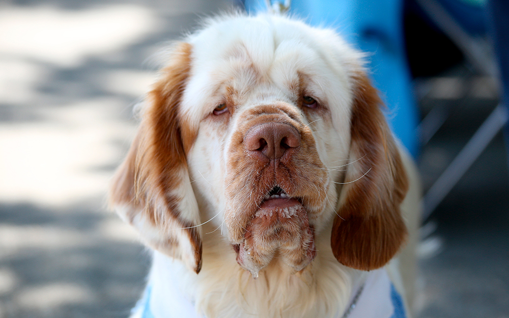 Clumber Spaniel